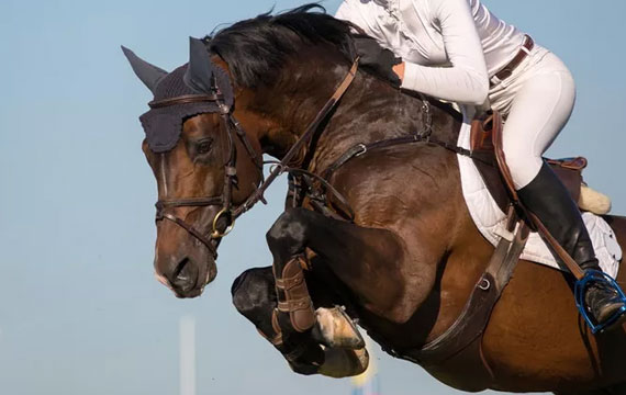 2020超級馬術俱樂部聯(lián)賽（天星調良馬術第九站）