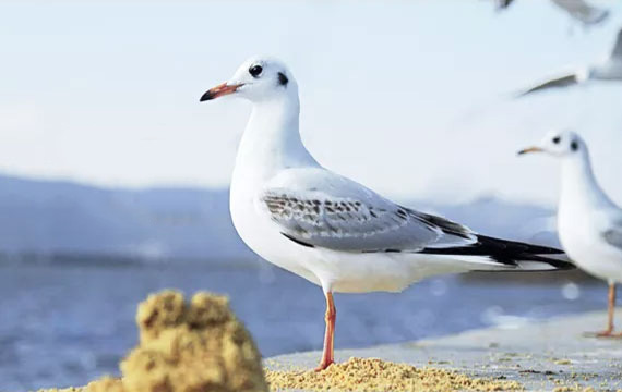 2022年春季北京市信鴿協(xié)會550公里比賽